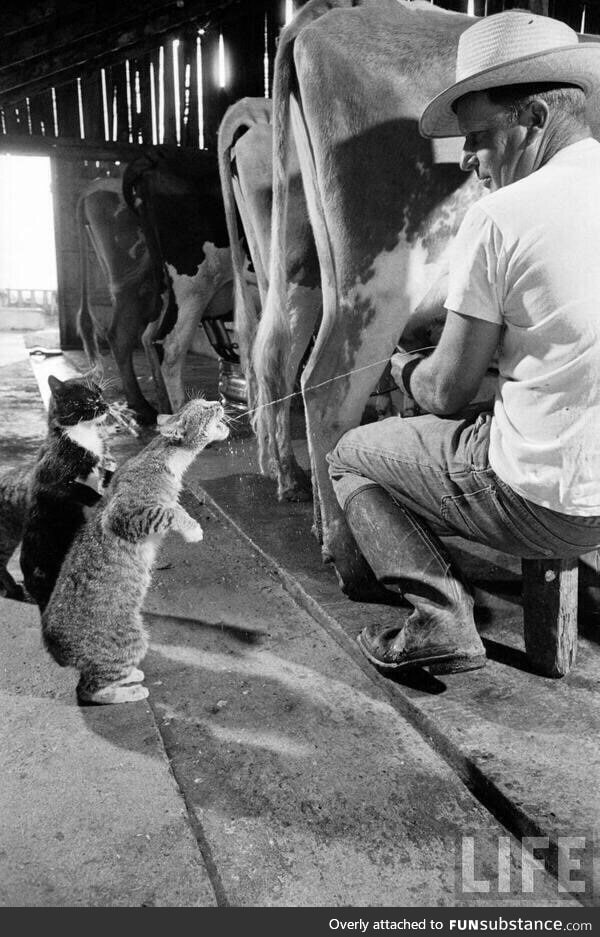 Cats catching squirts of milk during milking at a dairy farm in California, 1954