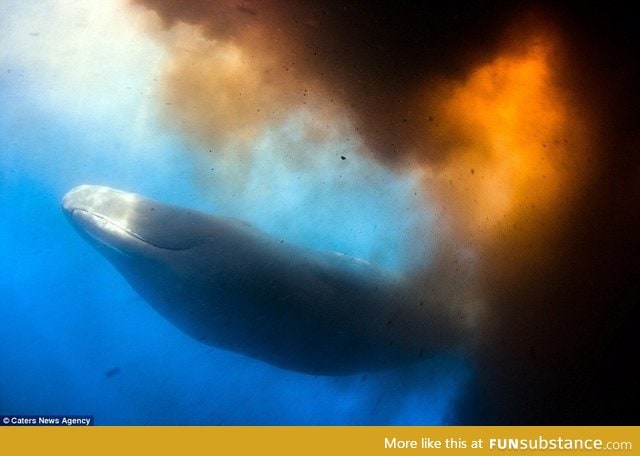 A whale taking a dump. You're welcome