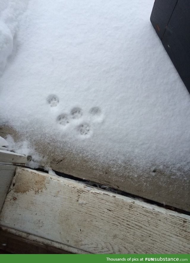 The story of a cat that thought she wanted to go outside this morning
