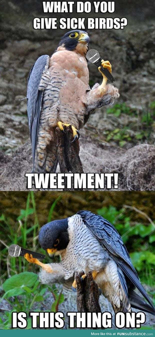 Bird jokes