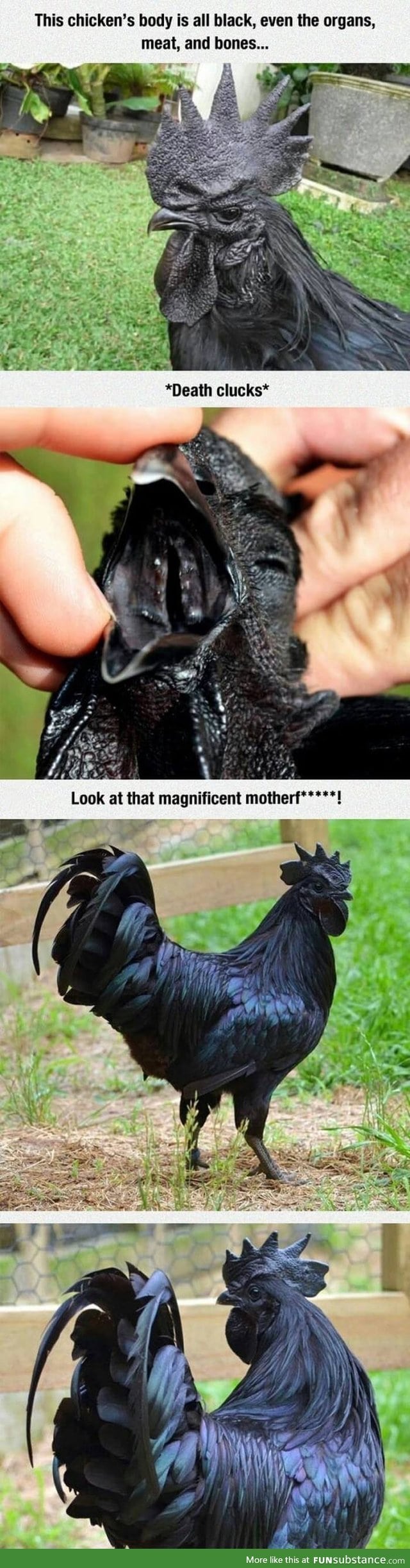 Black chicken