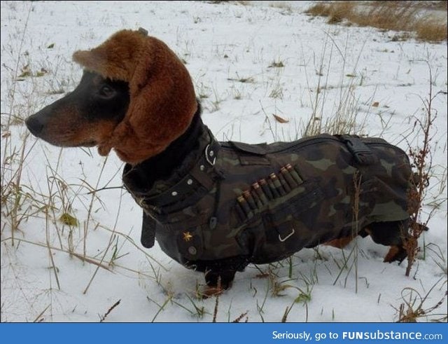 Oh, have a look at this proud hunting dog!
