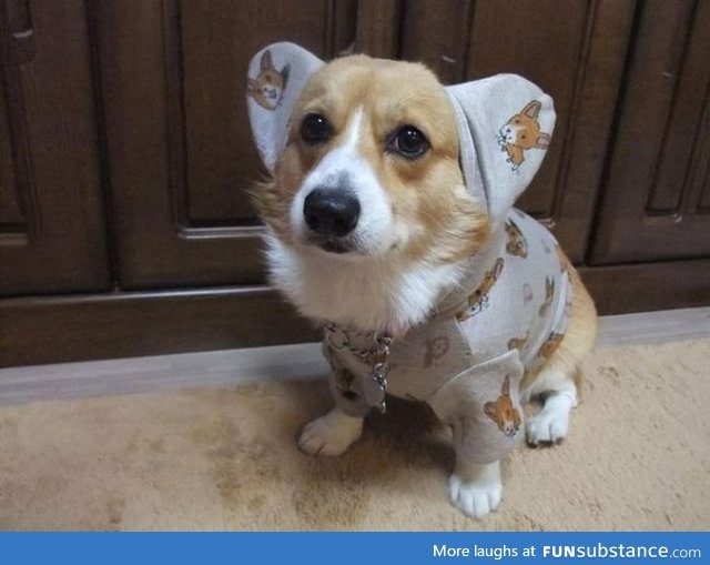 Corgi in a hoodie with corgi on it