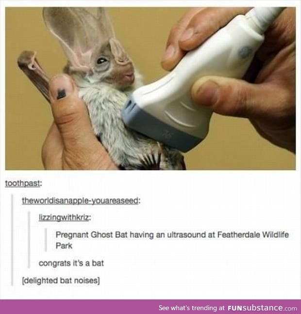 JUst think of the happ y bat noises awwWW
