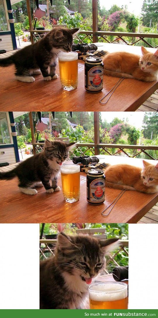 Kitten tastes beer