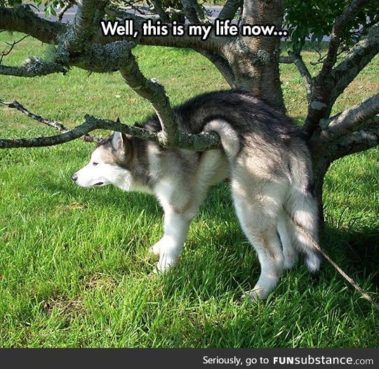 Oh Moon Moon, You'll Never Learn