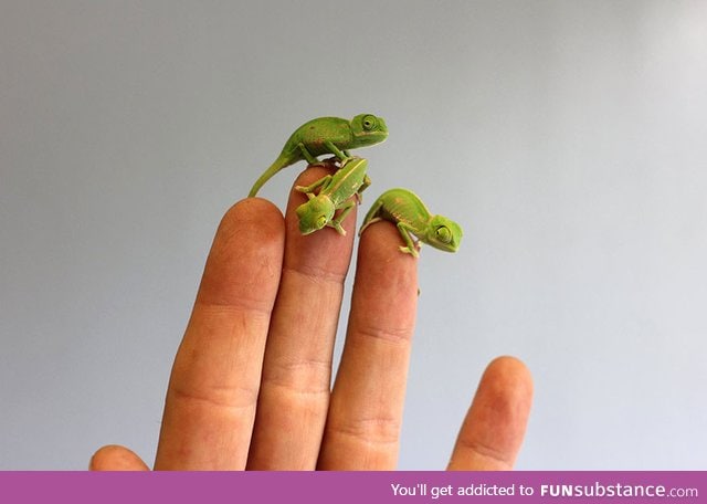 Newly-hatched baby chameleons at Taronga Zoo, Australia