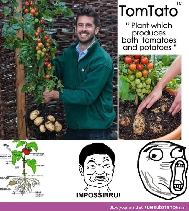 I give you the rare and elusive "TomTato"  just because