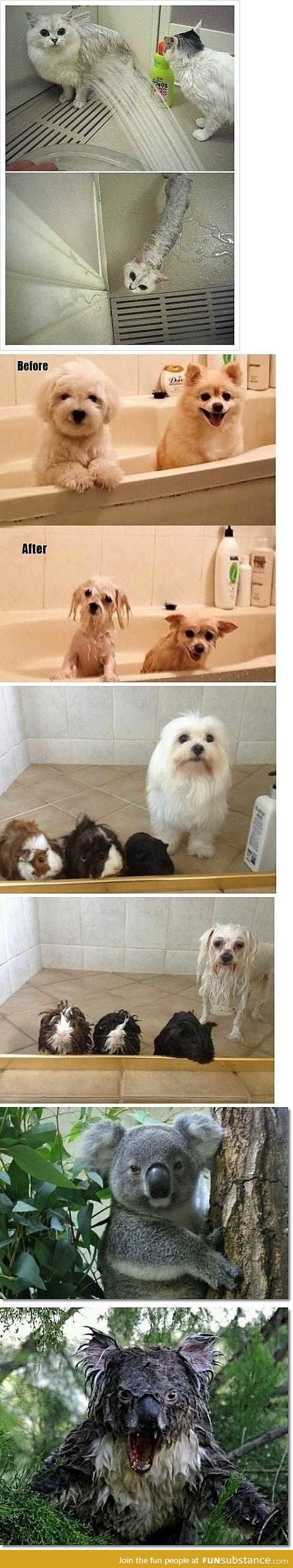 Before & after. Wet and dry animals