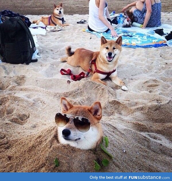 Such cool. Very relax. Much sand
