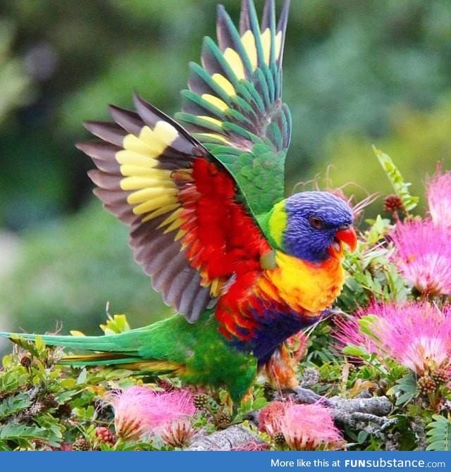 A Rainbow Lorikeet, found in coastal regions across northern and eastern Australia