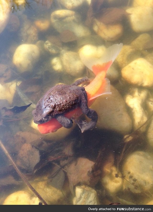 A frog riding a goldfish