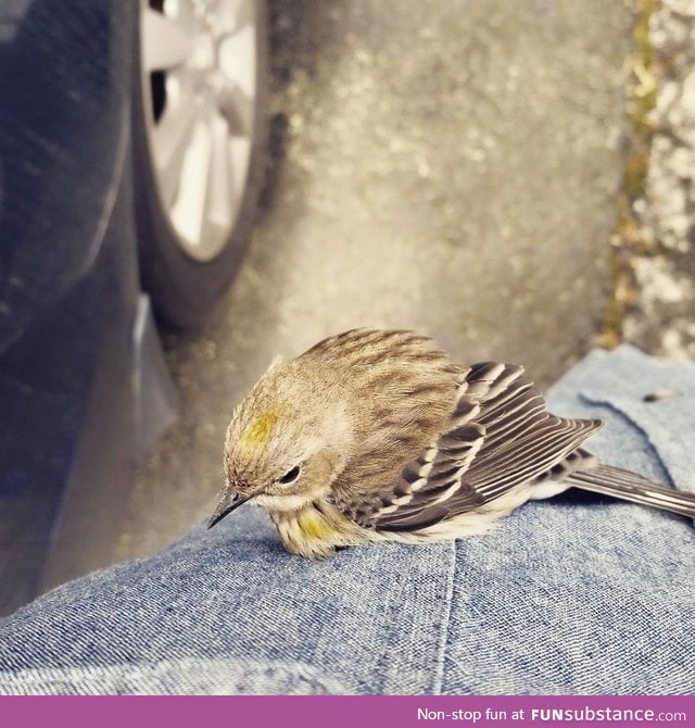 Close up shot of a bird that hitched a ride on my shirt