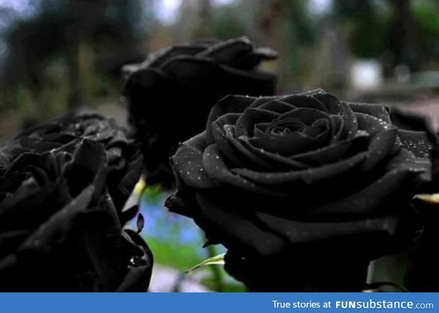 Black roses which grow in Turkey...They match with my soul