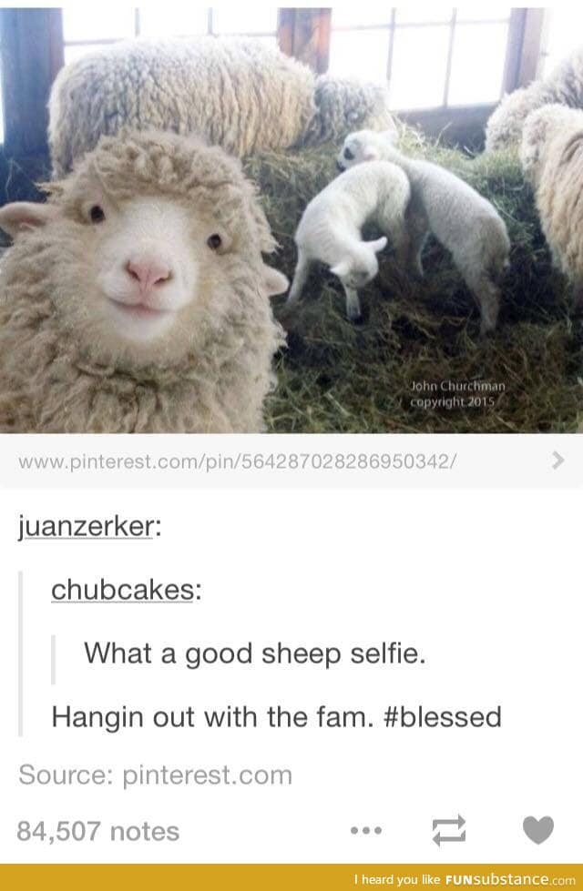 Lamb fam