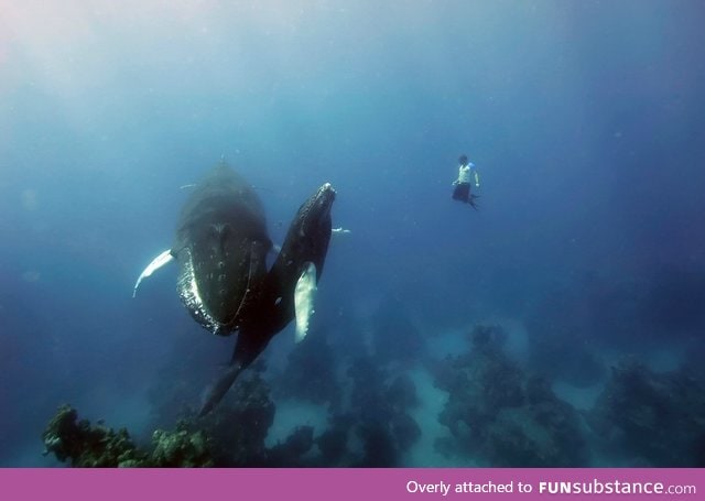 Free diving with humpback whales