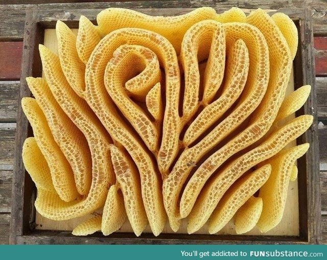 Beautiful honeycomb