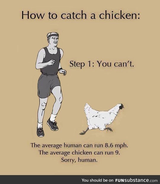 Here's How To Catch A Chicken