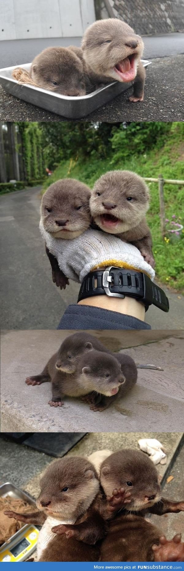 Baby otters at the Hirakawa Zoo