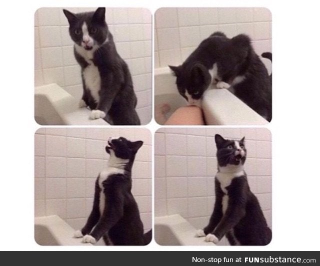 Cat thought his owner drowned