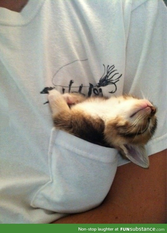 Pocket kitten