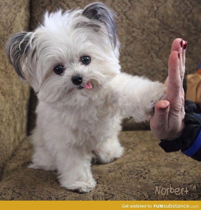 High-Five from Norbert, 3lb registered therapy dog