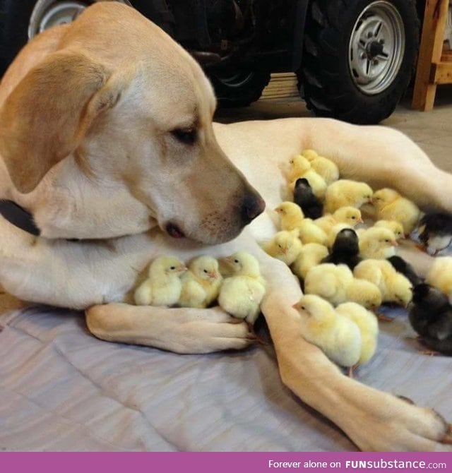 Chick magnet