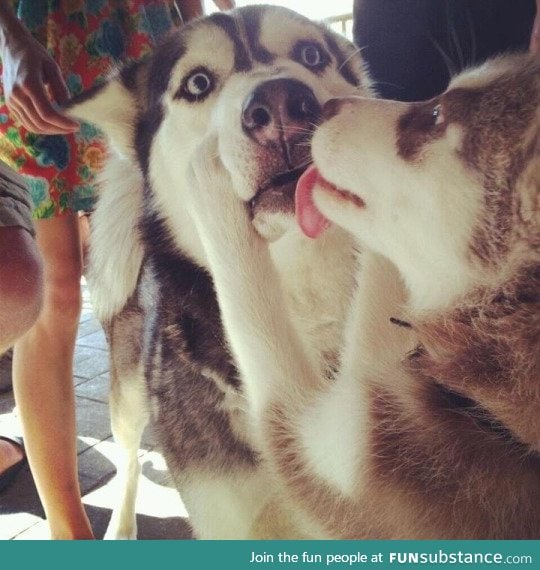 the level of regret: dog.