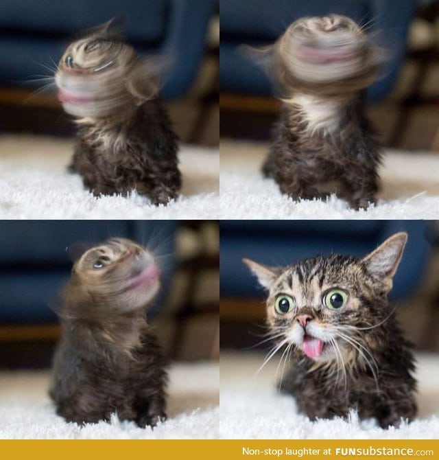 Derpy lil bub