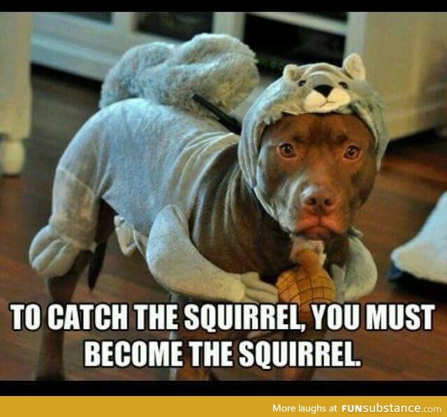 To catch the squirrel