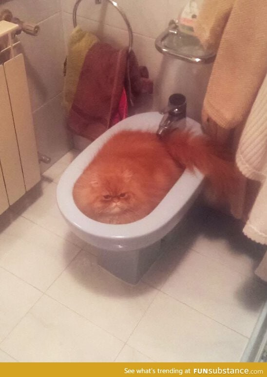 The definitive proof that cats are in fact liquid