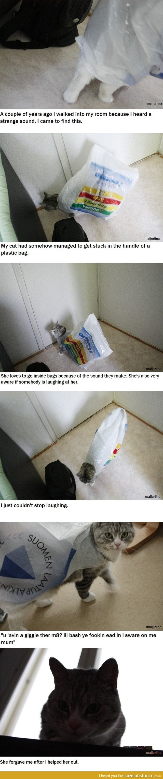 Cat