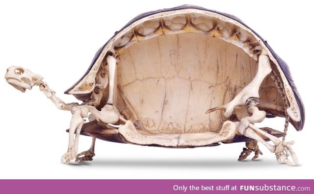 Tortoises have the weirdest looking skeletons