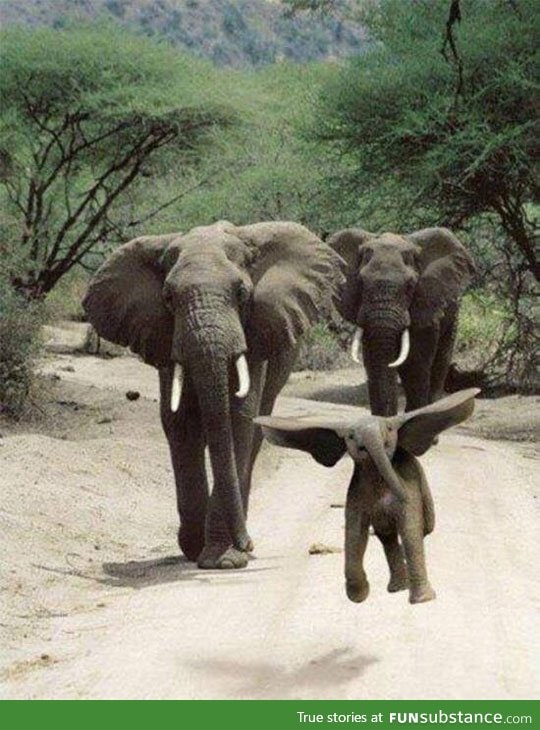 Dumbo