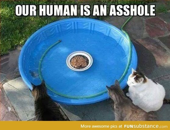 Bad things also happen to cats