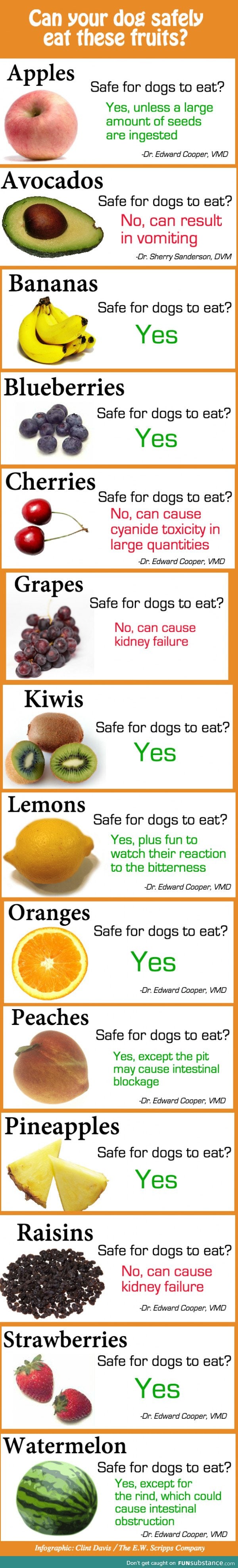 Which fruits can a dog eat?