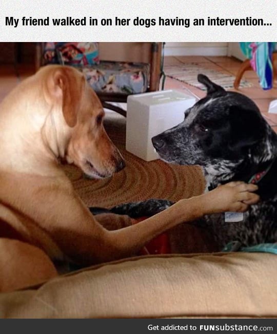 Just accept that you have problems, dog