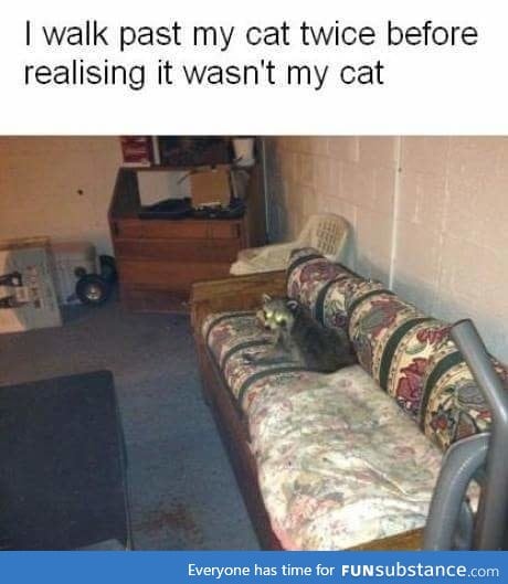 That's a nice cat
