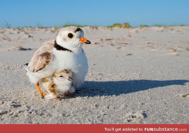 A piping plover chick snuggles with its mum