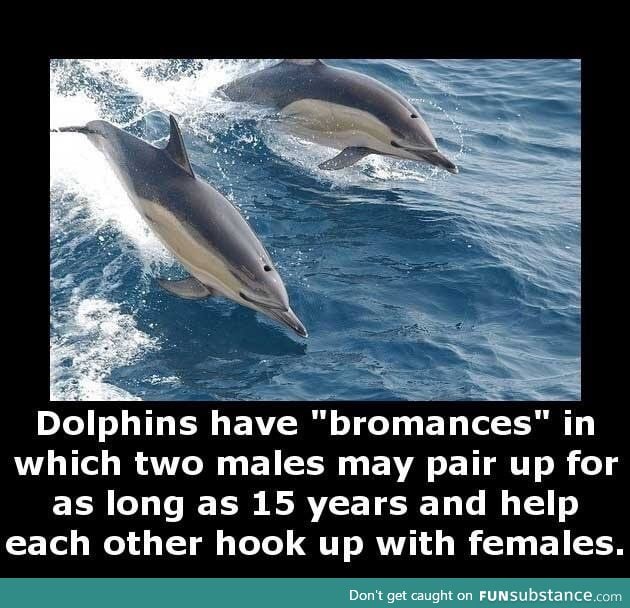 Dolphins are the ultimate bros you can ask for