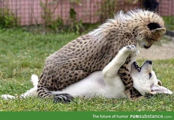 Puppy and Cheetah playing