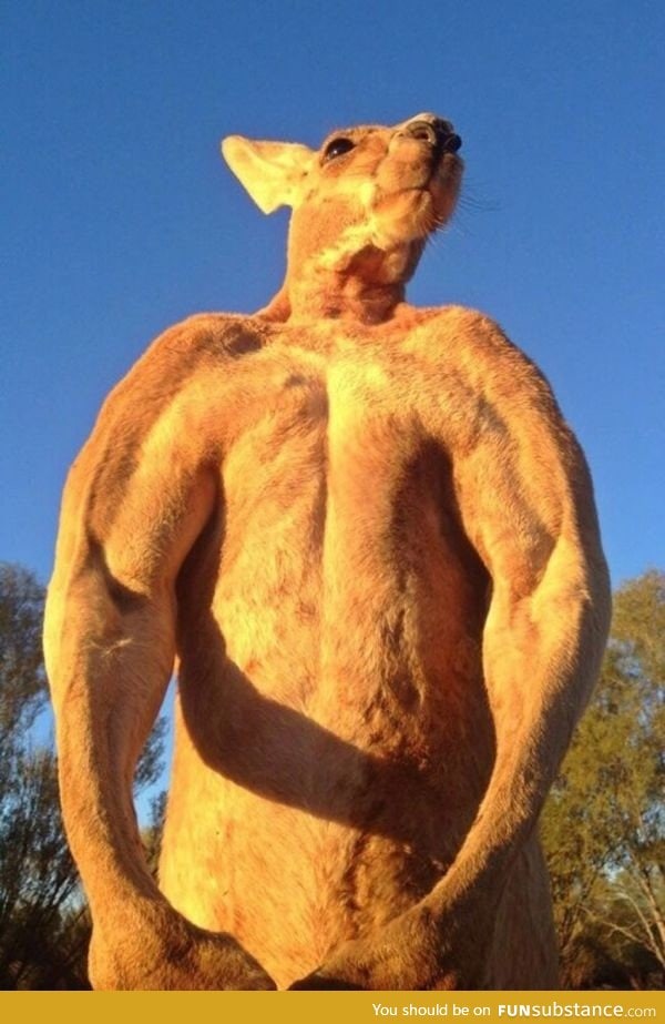 Kangaroo looks so buff