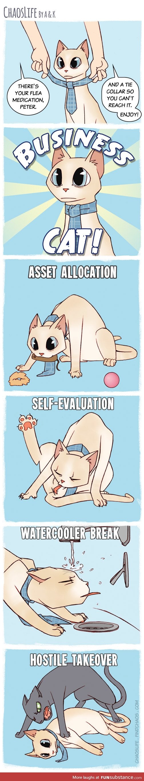 Business Cat
