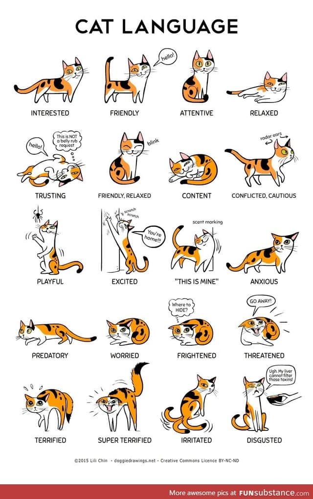 Cat Launguage
