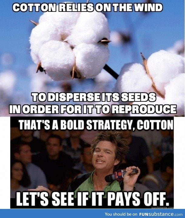 cotton