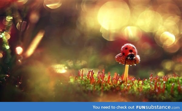 Ladybug perched upon a toadstool in the morning dew