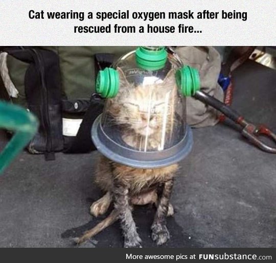 Cat's oxygen mask