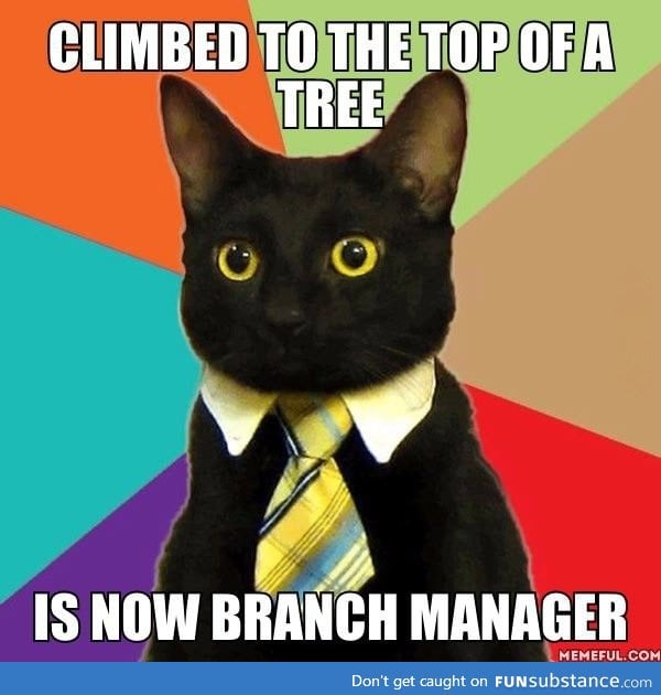 Business cat