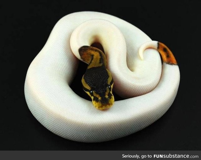 Beautiful example of a python exhibiting the "piebald" mutation