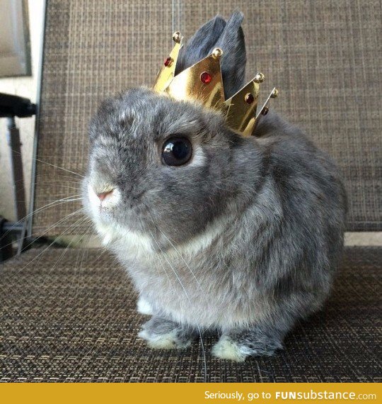 Day 267 of your daily dose of cute: All hail the royal bun!!